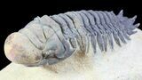Crotalocephalina Trilobite - Foum Zguid, Morocco #49918-3